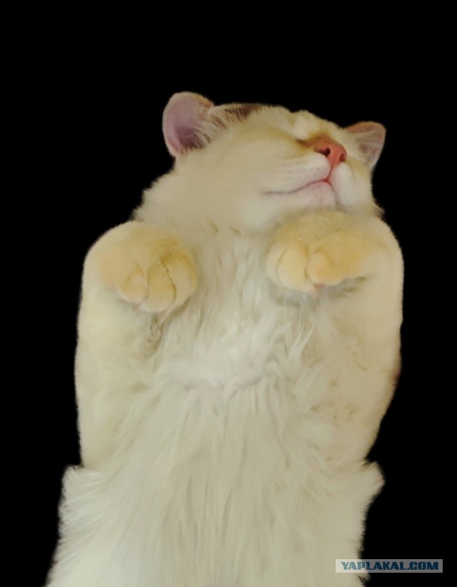 Мои Котяры