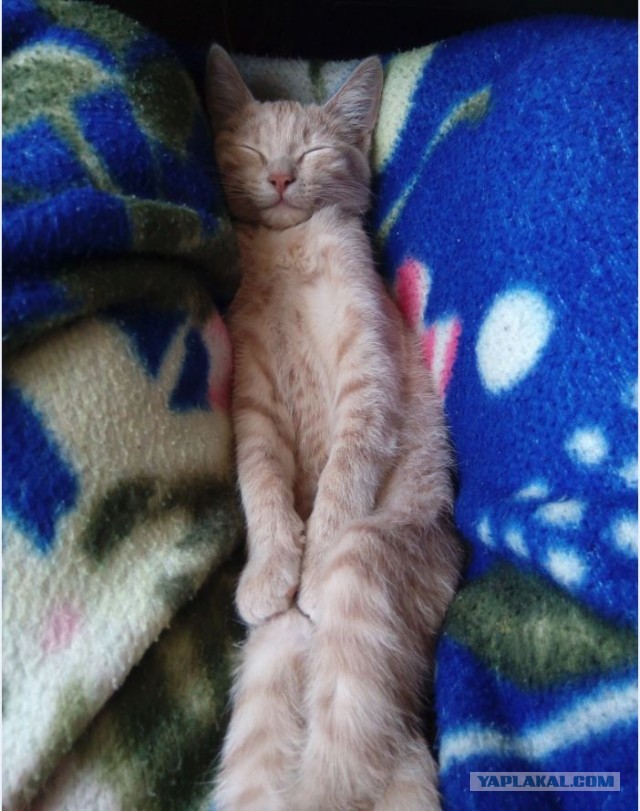 А котовторник уже пришёл?