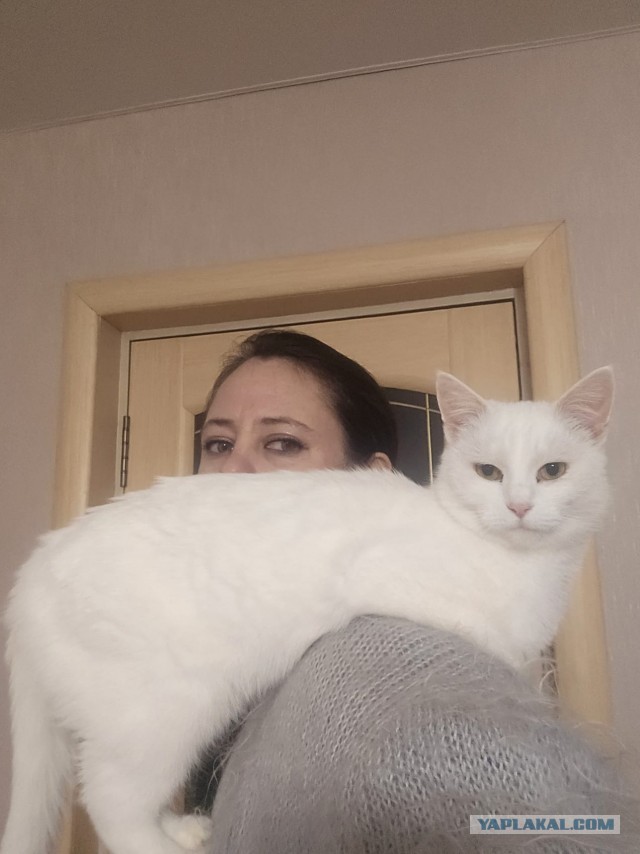 Уличные кошки Марокко