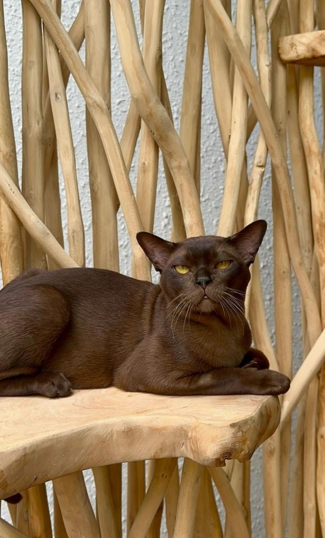 Наши коты