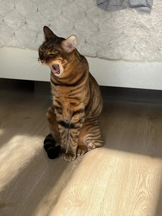 Снова наши коты