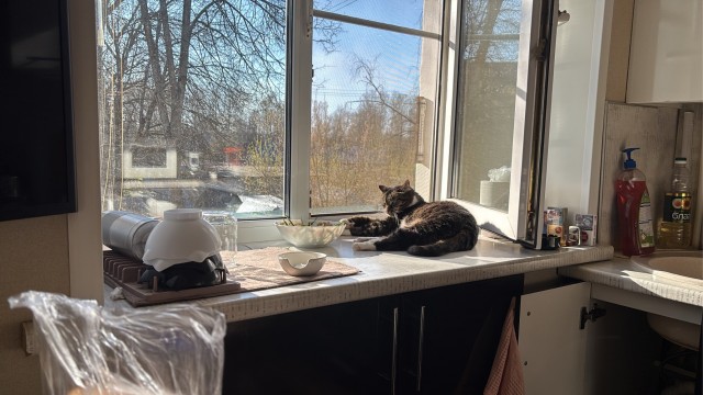 Кошки разные нужны, кошки разные важны