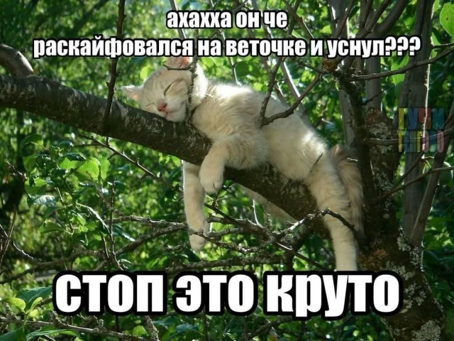 Психомемы-12