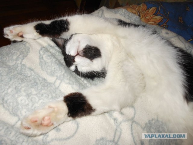 "Подобрал вот"