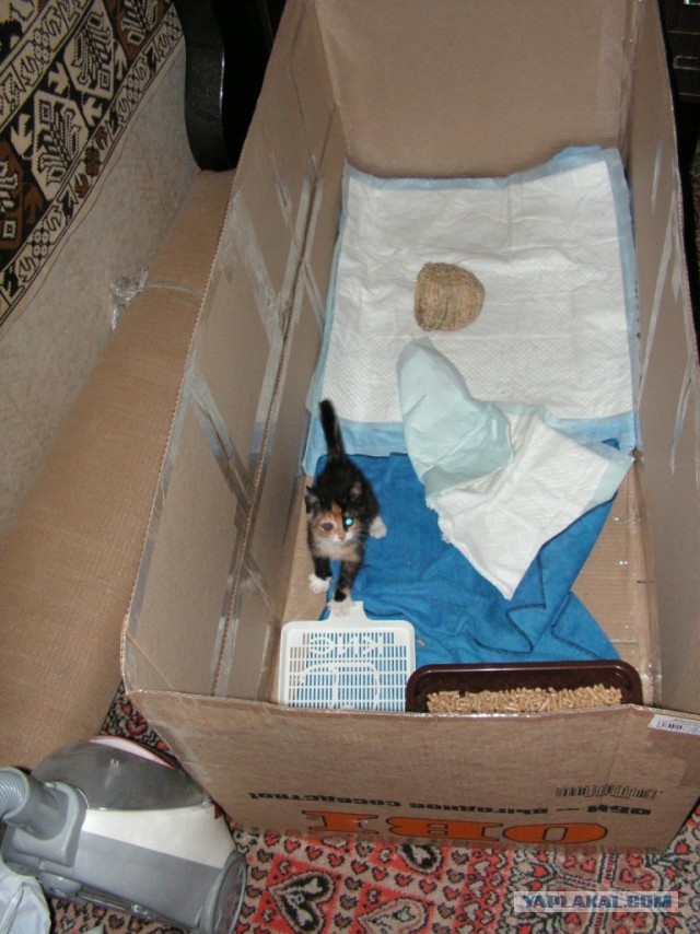 История одного "почти спасения".