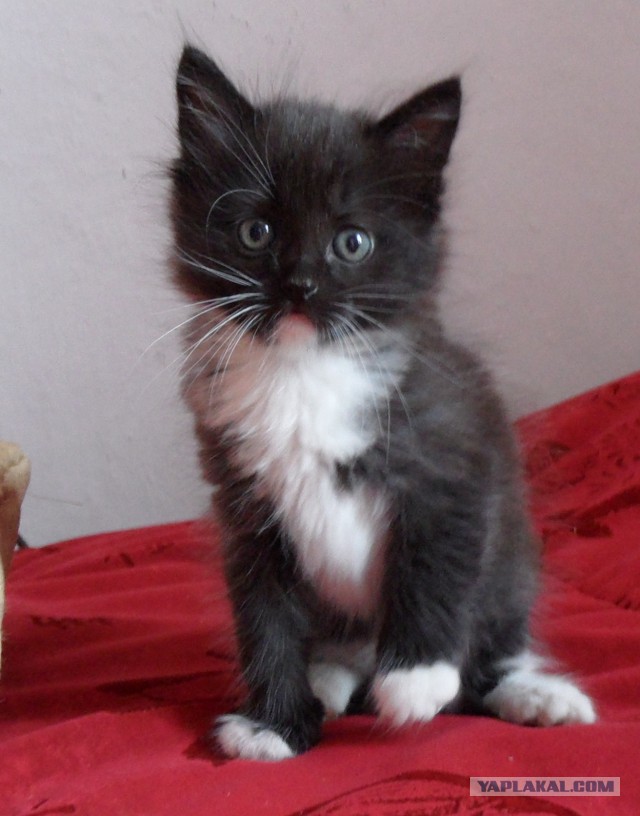 Котовторник  10.12.2013
