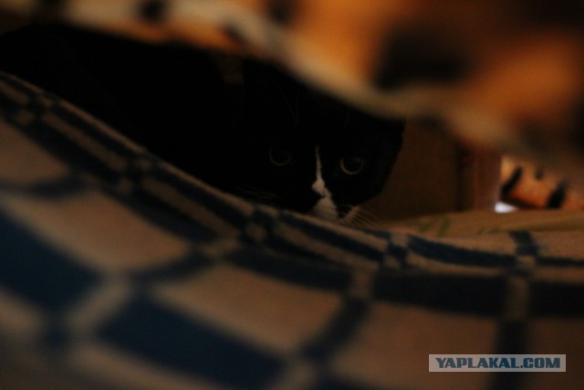 Котовторник 04.03.2014