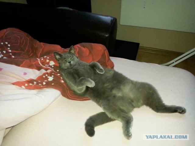 С Котовторником!