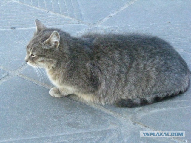 С Котовторником!