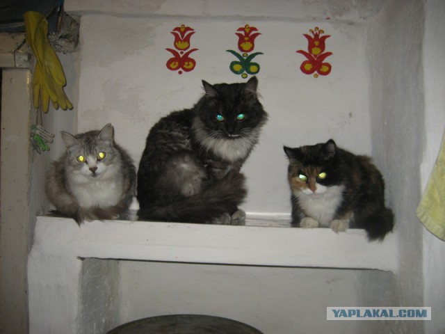 Котовторник 10.06.2014