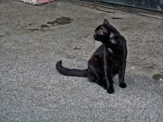 Котовторник 10.06.2014
