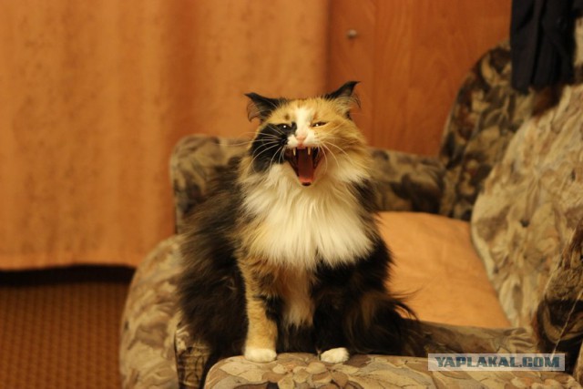 А у тебя есть фото твоей зевающей котейки ?