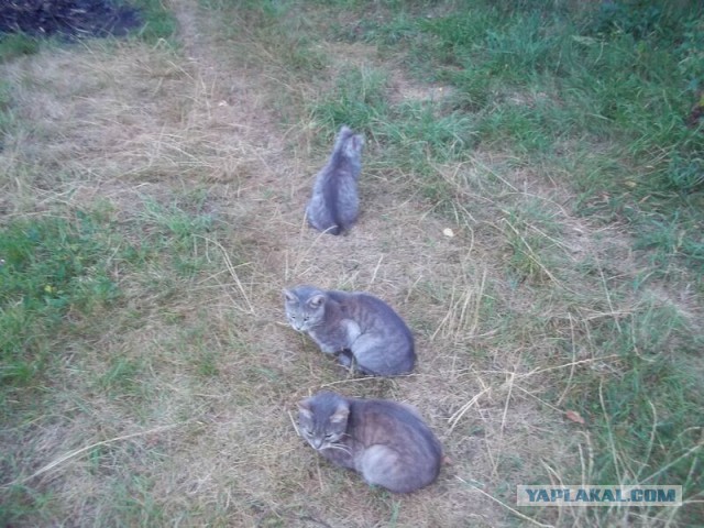 Жизнь домашнего приюта для котеек 21