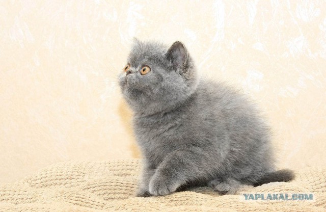 Котовторник 23.09.2014.
