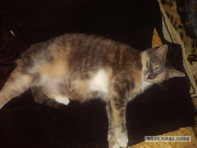 Котовторник