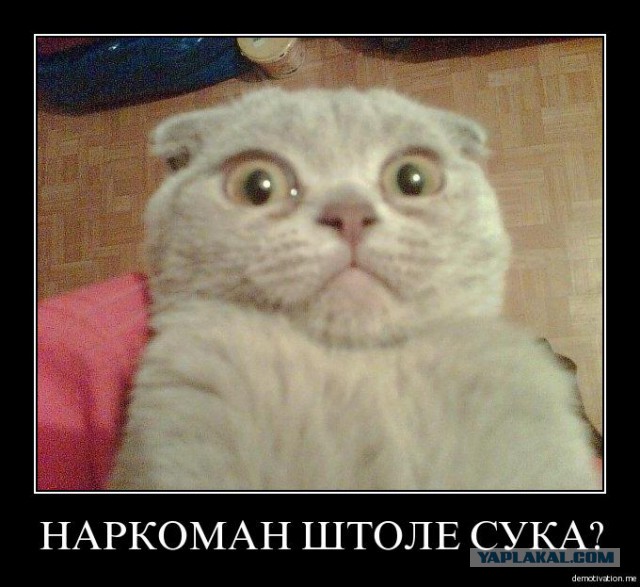 25 котофотоприколов.