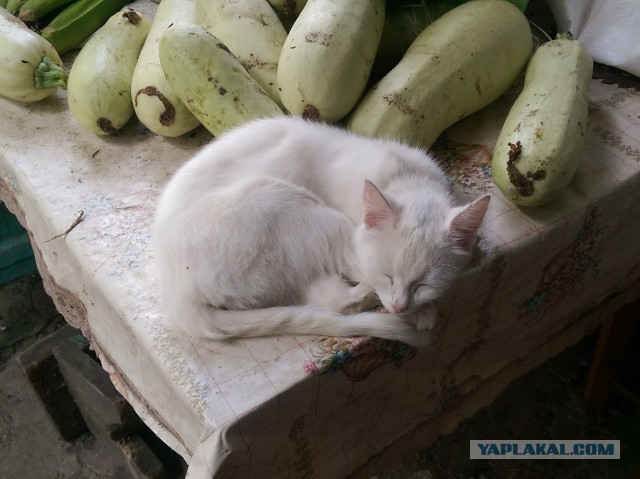 Котовторник 14.07.2015