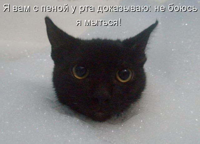 Котики отряхиваются от воды