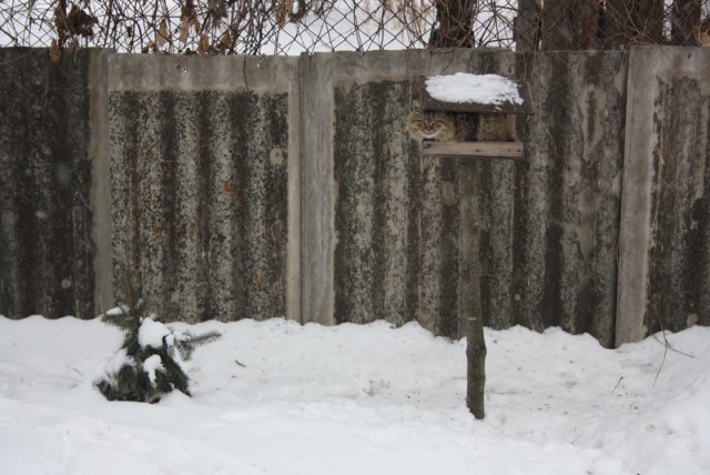 Котовторник 19.01.2016