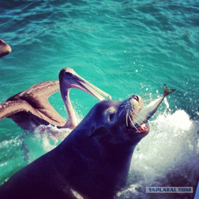 Фото сделанные в нужный момент