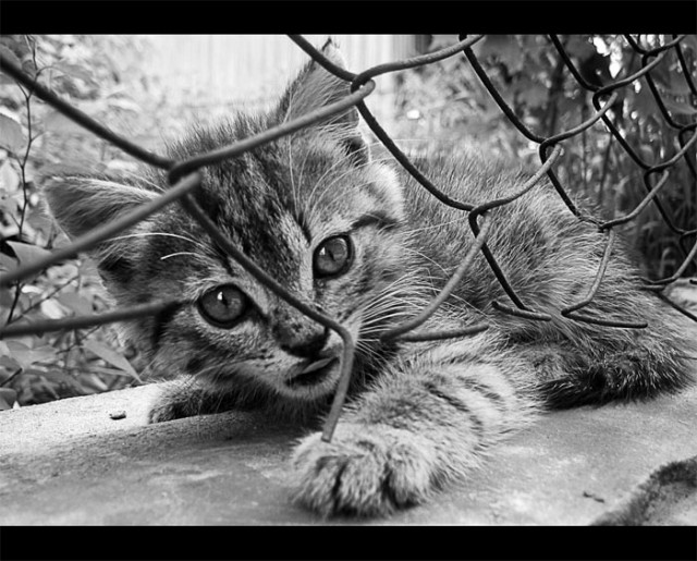 Коты, кошки, котята