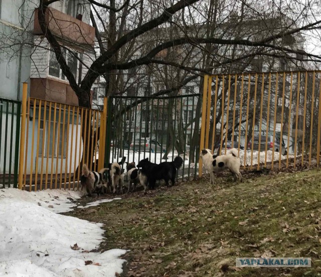 «Усыпи себя сам»