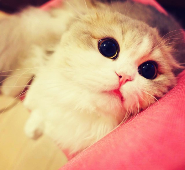 Коты и Кошки
