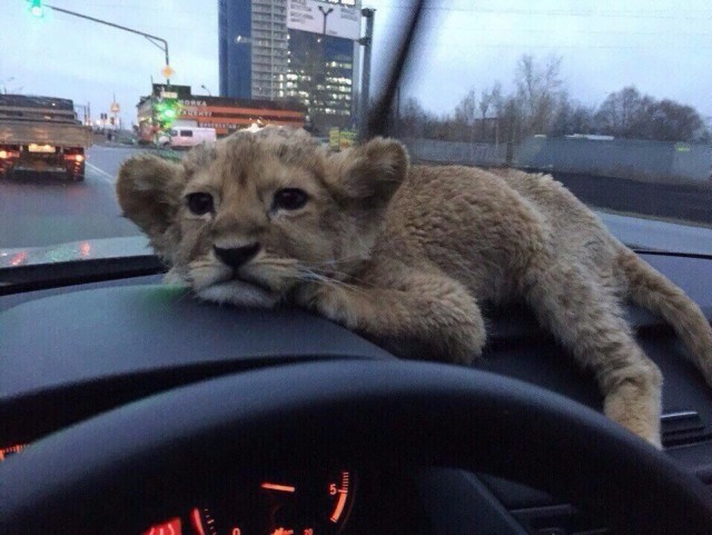 Самые смешные животные