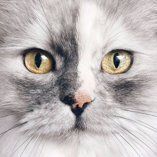 Коты и Кошки