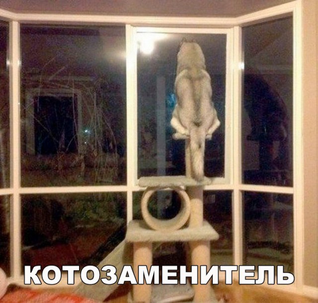 Подборка забавных животных