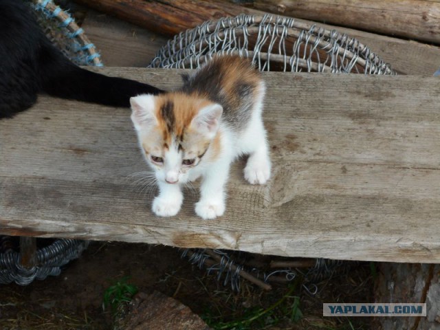 Жизнь домашнего приюта для котеек 176