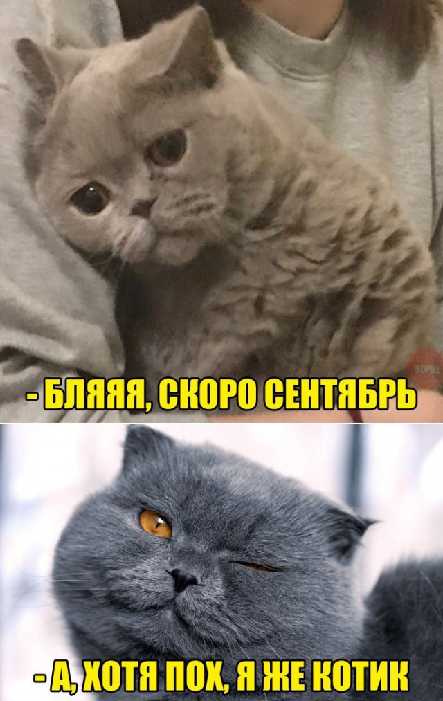 Весёлые картинки