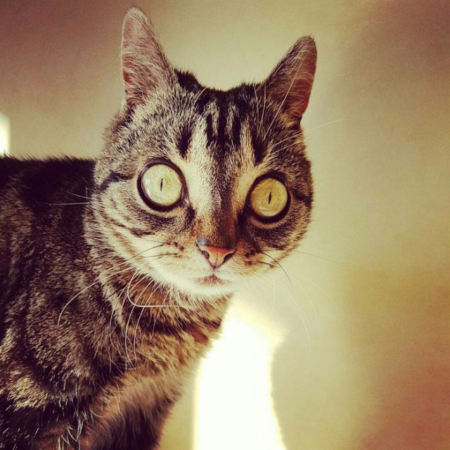 24 кота, которые подняли дерзость на новый уровень