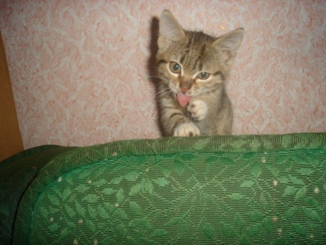 Коты и Кошки