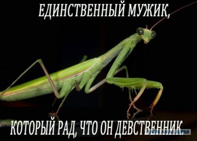 Картинки для поднятия настроения в понедельник