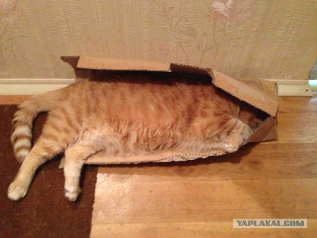 Котовторник 02.01.2018