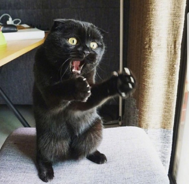 Прикольных котов пост