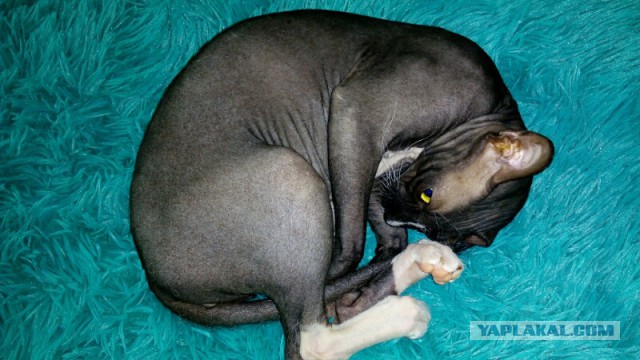 Котовторник 05.06.2018