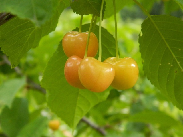 Клубника и бабушка