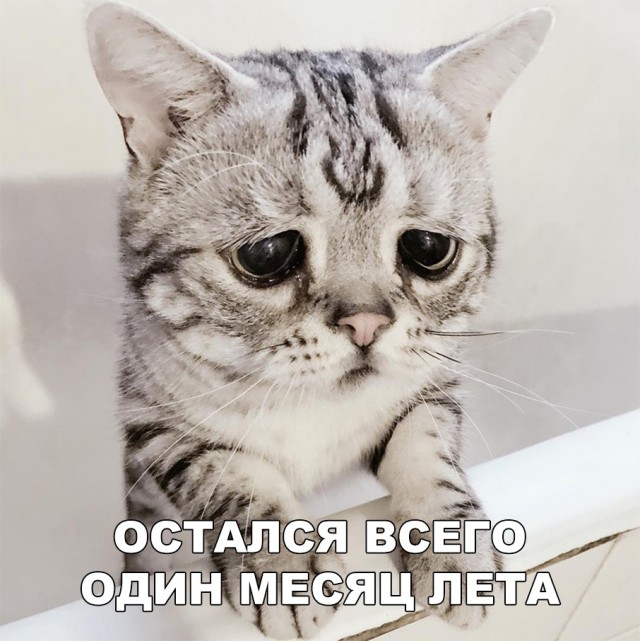 Прикольные картинки абавсём