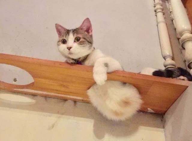 Прикольных котов пост