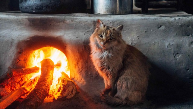 Прикольных котов пост