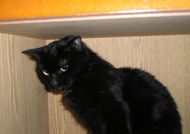 Котовторник уже сегодня!
