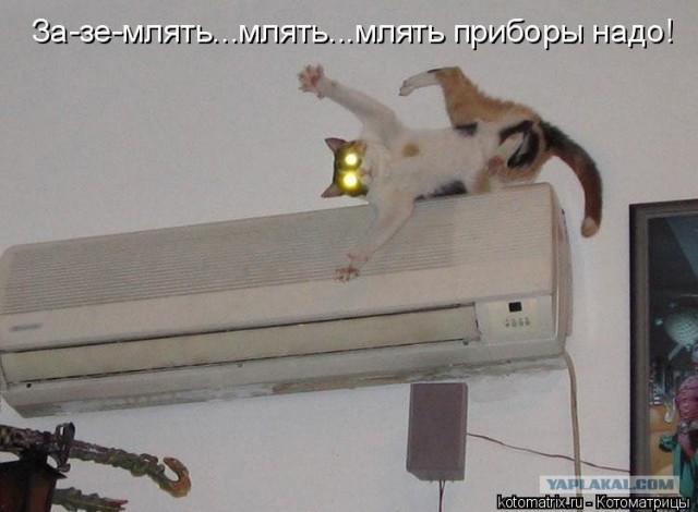 Котовторник объявляется открытым!