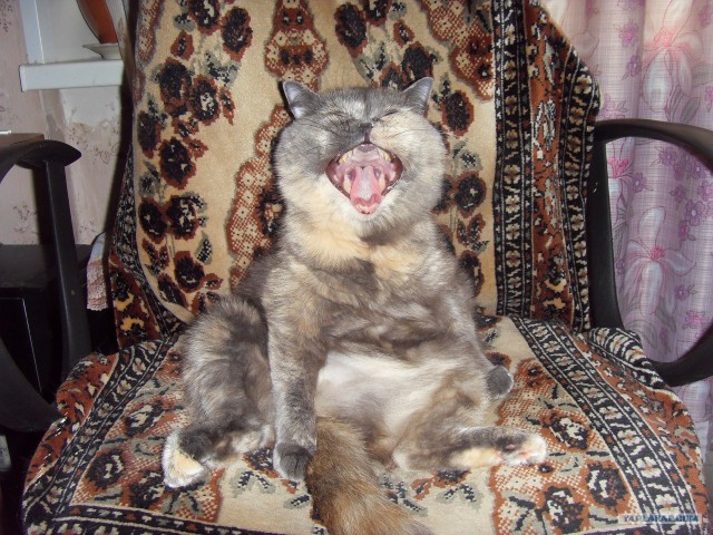 Котовторник! 11.10.11