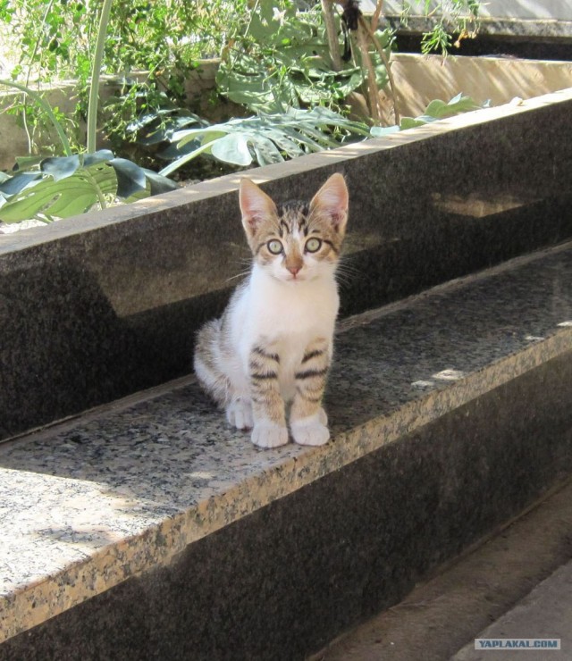 Котовторник! 08.11.11