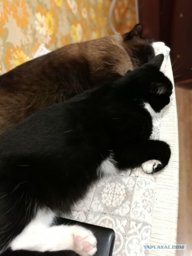 Котовторник 04.12. 2018