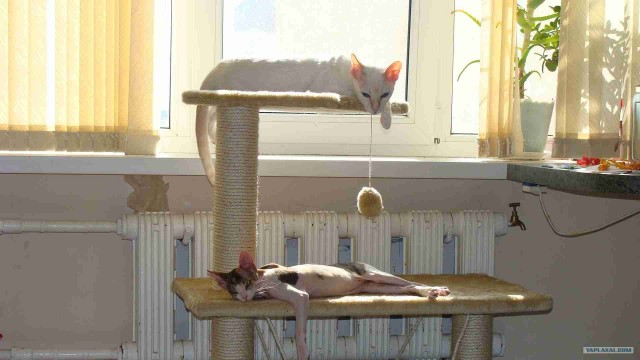 Котовторник 13.12.11 - магическе числа