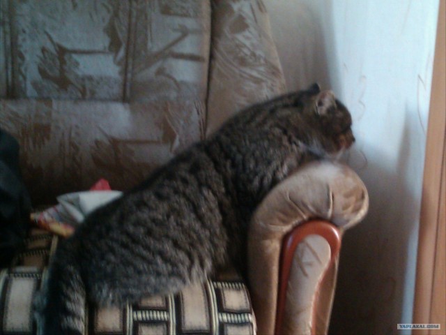 Котовторник (21.02.2012)