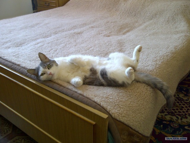 Котовторник 20.03.2012